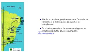 Mas foi no Nordeste, principalmente nas Capitanias de
Pernambuco e da Bahia, que os engenhos se
multiplicaram.
Os primeiros exemplares da planta que chegaram ao
Brasil vieram da Ilha da Madeira em 1502.Figura 3.3: Capitanias hereditárias do Brasil em 1532. Fonte:
http://palma1.no.sapo.pt
 