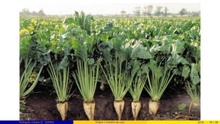 Rodrigues, Clauber D. (UEMS) Origem e histórico da cana jan16 44 / 56
 