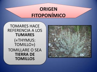 ORIGEN
FITOPONÍMICO
TOMARES HACE
REFERENCIA A LOS
TUMARES
(«THYMUS:
TOMILLO»)
TOMILLARE O SEA
TIERRA DE
TOMILLOS

 