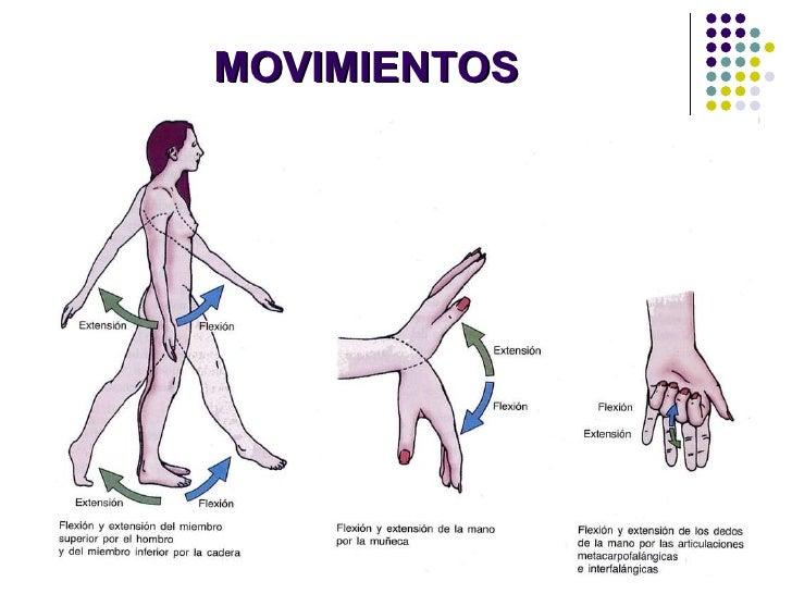 01) introduccion a la anatomia