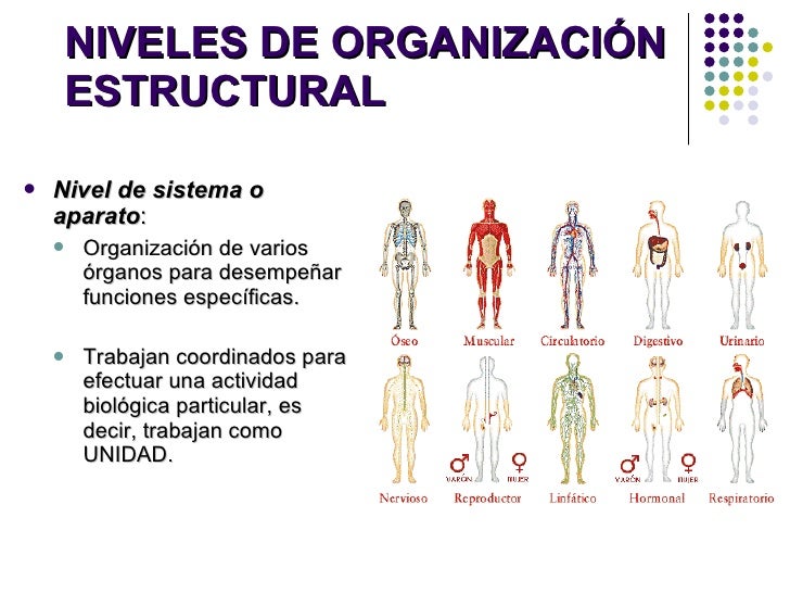 01) introduccion a la anatomia