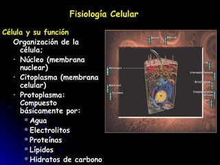 Fisiología Celular
Célula y su función
Organización de la
célula;
• Núcleo (membrana
nuclear)
• Citoplasma (membrana
celular)
• Protoplasma:
Compuesto
básicamente por:
Agua
Electrolitos
Proteínas
Lípidos
Hidratos de carbono
 