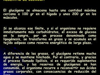 RESERVAS DE GLUCOSA
El glucógeno se almacena hasta una cantidad máxima
cercana a 100 gr en el hígado y unos 200 gr en los
músculos.
Si se alcanza ese límite, y si el organismo no requiere
inmdiatamente más carbohidratos, el exceso de glucosa
en la sangre, por un proceso denominado como
lipogénesis, se transforma en grasa y se acumula en el
tejido adiposo como reserva energética de largo plazo.
A diferencia de las grasas, el glucógeno retiene mucha
agua y se mantiene hinchado. Por el contrario, y gracias
al proceso llamado lipólisis, si es requerido suplementos
de energía, y las reservas de glucógenos se han
consumido, el organismo recurre a reconvertir sus ácidos
grasos corporales, con consecuencias de reducción del
 