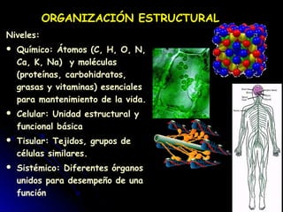 ORGANIZACIÓN ESTRUCTURAL
Niveles:
 Químico: Átomos (C, H, O, N,
Ca, K, Na) y moléculas
(proteínas, carbohidratos,
grasas y vitaminas) esenciales
para mantenimiento de la vida.
 Celular: Unidad estructural y
funcional básica
 Tisular: Tejidos, grupos de
células similares.
 Sistémico: Diferentes órganos
unidos para desempeño de una
función
 