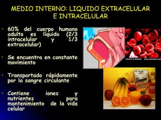 MEDIO INTERNO: LIQUIDO EXTRACELULAR
E INTRACELULAR
• 60% del cuerpo humano
adulto es líquido (2/3
intracelular y 1/3
extracelular)
• Se encuentra en constante
movimiento
• Transportado rápidamente
por la sangre circulante
• Contiene iones y
nutrientes para
mantenimiento de la vida
celular
 