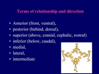 Anatomy Introduction | PPT