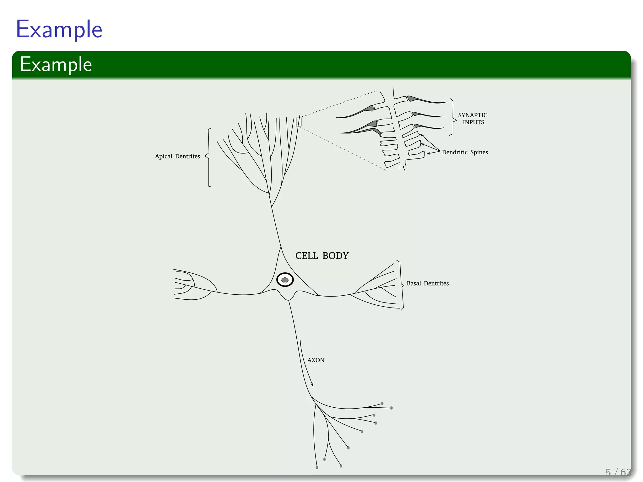 Example
Example
Apical Dentrites
Basal Dentrites
CELL BODY
Dendritic Spines
  SYNAPTIC
INPUTS
AXON
5 / 63
 