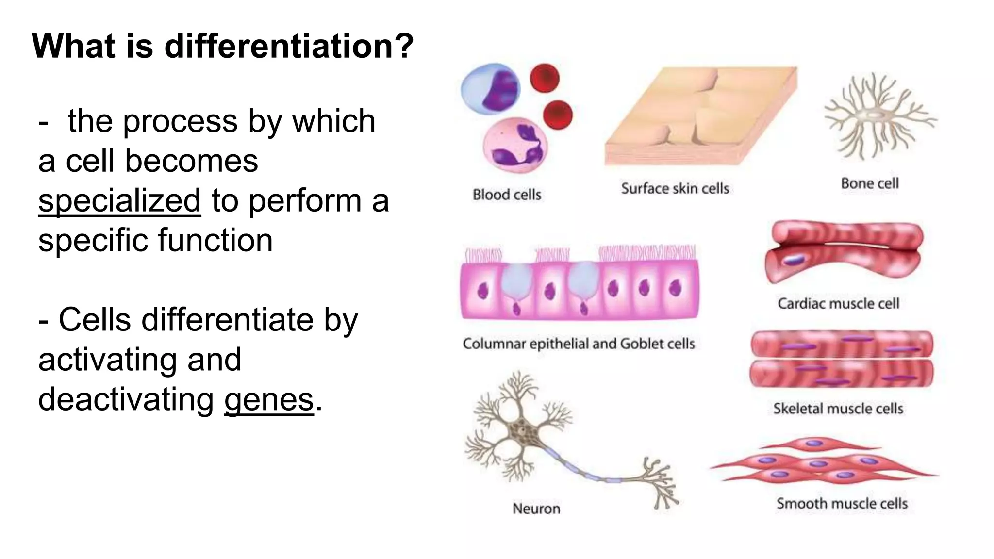 01 Introduction to Anatomy and Physiology.pptx