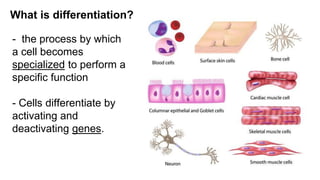 01 Introduction to Anatomy and Physiology.pptx