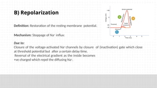Repolarization Definition An Introduction to Electrotherapy currents | PPTX