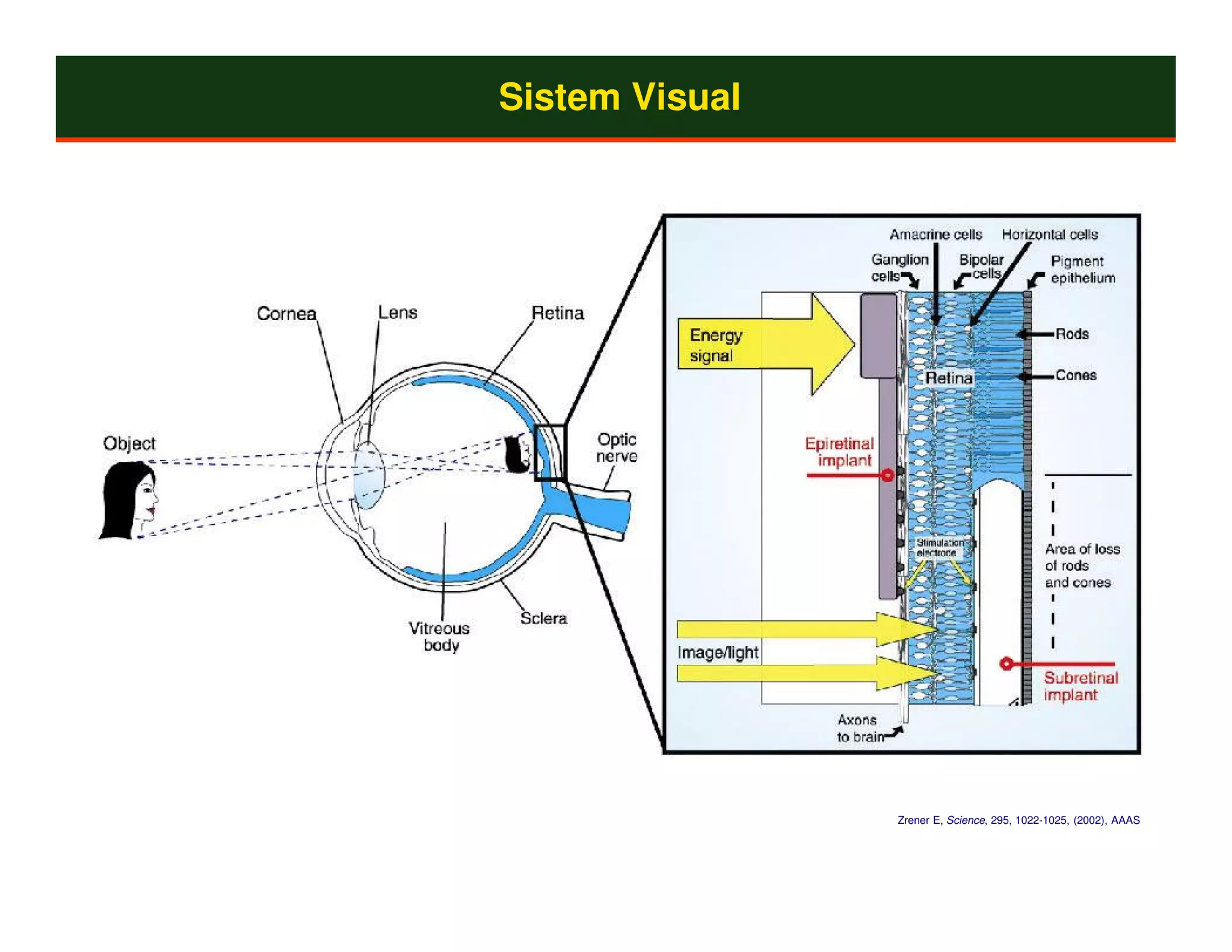 Sistem Visual




                Zrener E, Science, 295, 1022-1025, (2002), AAAS
 