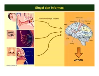 Sinyal dan Informasi


                                                                                  central sulcus
                                 Transmisi sinyal ke otak
                                                                       motor control        touch & pressure
                                                                                                     taste
                                                            speech




                                                               smell
                                                                                                         vision

                                                                       hearing




                                                                                 ACTION

Morphonix LLC, Sausalito, CA
 