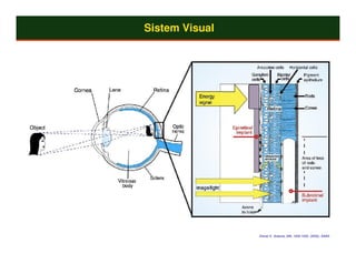 Sistem Visual




                Zrener E, Science, 295, 1022-1025, (2002), AAAS
 