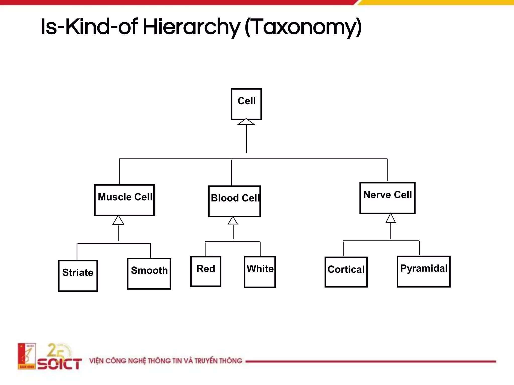 Is-Kind-of Hierarchy (Taxonomy)
Cell
Muscle Cell Blood Cell Nerve Cell
Striate Smooth Red White Cortical Pyramidal
 