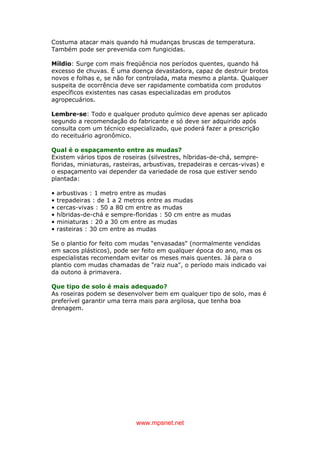 www.mpsnet.net
Costuma atacar mais quando há mudanças bruscas de temperatura.
Também pode ser prevenida com fungicidas.
Míldio: Surge com mais freqüência nos períodos quentes, quando há
excesso de chuvas. É uma doença devastadora, capaz de destruir brotos
novos e folhas e, se não for controlada, mata mesmo a planta. Qualquer
suspeita de ocorrência deve ser rapidamente combatida com produtos
específicos existentes nas casas especializadas em produtos
agropecuários.
Lembre-se: Todo e qualquer produto químico deve apenas ser aplicado
segundo a recomendação do fabricante e só deve ser adquirido após
consulta com um técnico especializado, que poderá fazer a prescrição
do receituário agronômico.
Qual é o espaçamento entre as mudas?
Existem vários tipos de roseiras (silvestres, híbridas-de-chá, sempre-
floridas, miniaturas, rasteiras, arbustivas, trepadeiras e cercas-vivas) e
o espaçamento vai depender da variedade de rosa que estiver sendo
plantada:
• arbustivas : 1 metro entre as mudas
• trepadeiras : de 1 a 2 metros entre as mudas
• cercas-vivas : 50 a 80 cm entre as mudas
• híbridas-de-chá e sempre-floridas : 50 cm entre as mudas
• miniaturas : 20 a 30 cm entre as mudas
• rasteiras : 30 cm entre as mudas
Se o plantio for feito com mudas "envasadas" (normalmente vendidas
em sacos plásticos), pode ser feito em qualquer época do ano, mas os
especialistas recomendam evitar os meses mais quentes. Já para o
plantio com mudas chamadas de "raiz nua", o período mais indicado vai
da outono à primavera.
Que tipo de solo é mais adequado?
As roseiras podem se desenvolver bem em qualquer tipo de solo, mas é
preferível garantir uma terra mais para argilosa, que tenha boa
drenagem.
 