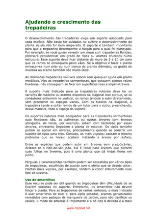www.mpsnet.net
Ajudando o crescimento das
trepadeiras
O desenvolvimento das trepadeiras exige um suporte adequado para
cada espécie. Não basta ter cuidados no cultivo e desenvolvimento da
planta se ela não for bem amparada. 0 suporte é também importante
para que a trepadeira desempenhe a função para a qual foi planejada.
Por exemplo, se você quiser revestir um muro com trepadeiras floridas,
precisará providenciar um gradil de ripas ou arames cruzados numa
estrutura. Esse suporte deve ficar distante do muro de 5 a 10 cm para
que os ramos se enrosquem pelos vãos. Se o objetivo é fazer a planta
enroscar-se num pilar ou num tronco de grande diâmetro, os gradis de
madeira ou arame também são muito úteis.
As chamadas trepadeiras volúveis sobem sem qualquer ajuda em gradis
metálicos. Mas as trepadeiras sarmentosas, que possuem apenas raízes
fixadoras, não conseguem se fixar em superfícies lisas e impenetráveis.
0 suporte mais Indicado para as trepadeiras volúveis deve ter os
sarrafos de madeira ou arames dispostos na diagonal isso porque, se os
condutores estiverem na vertical, os ramos tendem a subir diretamente,
sem preencher os espaços vazios. Com os tutores na diagonal, a
trepadeira tende a soltar ramos de um tutor para o outro, preenchendo,
dessa maneira, todo o espaço do suporte.
Os suportes naturais mais adequados para as trepadeiras sarmentosas
auto fixadoras são, as palmeiras ou outras árvores com troncos
alongados. As heras, por exemplo, sobem com facilidade por essas
árvores, entretanto Impedem a planta de respirar. Os cipós também
podem se apoiar em árvores, principalmente quando se constrói um
suporte de ripas para eles. Contudo, os mais viçosos; causam o mesmo
problema que as heras: acabam matando a árvore por asfixia,
Entre as espécies que podem subir em árvores sem prejudicá-las,
destaca-se o cipó-de-são-joão. Ela é Ideal para árvores que perdem
suas folhas no Inverno, pois é uma planta que dá lindas flores em
junho.
Pérgulas e caramanchões também podem ser revestidos por vários tipos
de trepadeiras, escolhidas de acordo com o efeito que se deseja obter:
Plantas mais viçosas, por exemplo, tendem a cobrir Inteiramente esse
tipo de suporte.
Uso de amarrilhos
Esse recurso pode ser útil quando as trepadeiras têm dificuldade de se
fixarem sozinhas no suporte. Entretanto, os amarrilhos não devem
forçar a planta. Para as trepadeiras de ramos lenhosos, o mais Indicado
é usar amarrilhos de sisal e, para cipós pesados, arames galvanizados
revestidos com pedaços de mangueira de jardim, para não danificar os
caules. 0 modo de amarrar é Importante e o nó tipo 8 deitado é o mais
 