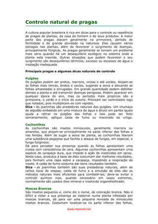 www.mpsnet.net
Controle natural de pragas
A cultura popular brasileira é rica em dicas para o controle ou repelência
de pragas de plantas, da casa do homem e de seus produtos. A maior
parte das pragas atacam geralmente na primavera, período de
fertilidade e de grande atividade na natureza. Elas causam vários
estragos nas plantas, além de favorecer o surgimento de doenças,
principalmente fúngicas. As pragas geralmente se tornam um problema
mais sério quando há um desequilíbrio ecológico no sistema onde a
planta está inserida. Outras situações que podem favorecer o seu
surgimento são desequilíbrios térmicos, excesso ou escassez de água e
insolação inadequada.
Principais pragas e algumas dicas naturais de controle
Pulgões
Os pulgões podem ser pretos, marrons, cinzas e até verdes. Alojam-se
as folhas mais tenras, brotos e caules, sugando a seiva e deixando as
folhas amareladas e enrugadas. Em grande quantidade podem debilitar
demais a planta e até transmitir doenças perigosas. Podem aparecer em
qualquer época do ano, mas os períodos mais propícios são a
primavera, o verão e o início do outono. Precisam ser controlados logo
que notados, pois multiplicam-se com rapidez.
Dica - As joaninhas são predadoras naturais dos pulgões. Um chumaço
de algodão embebido em uma mistura de água e álcool em partes iguais
ajuda a retirar os pulgões das folhas e isso pode ser feito
semanalmente; aplique calda de fumo ou macerado de urtiga.
Cochonilhas
As cochonilhas são insetos minúsculos, geralmente marrons ou
amarelos, que alojam-se principalmente na parte inferior das folhas e
nas fendas. Além de sugar a seiva da planta, as cochonilhas liberam
uma substância pegajosa que facilita o ataque de fungos, em especial, o
fungo fuliginoso.
Dá para perceber sua presença quando as folhas apresentam uma
crosta com consistência de cera. Algumas cochonilhas apresentam uma
espécie de carapaça dura, que impede a ação de inseticidas em spray.
Neste caso, produtos à base de óleo costumam dar melhores resultados,
pois formam uma capa sobre a carapaça, impedindo a respiração do
inseto. A calda de fumo costuma dar bons resultados também.
Dica - as joaninhas também são suas predadoras naturais, além de
certos tipos de vespas; calda de fumo e a emulsão de óleo são os
métodos naturais mais eficientes para combatê-las; deve-se evitar o
controle químico mas, quando necessário em casos extremos,
normalmente são usados óleo mineral e inseticida organofosforado.
Moscas Brancas
São insetos pequenos e, como diz o nome, de coloração branca. Não é
difícil a notar a sua presença ao esbarrar numa planta infestada por
moscas brancas, dá para ver uma pequena revoada de minúsculos
insetos brancos. Costumam localizar-se na parte inferior das folhas,
 