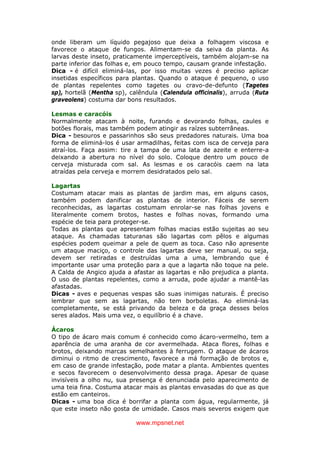 www.mpsnet.net
onde liberam um líquido pegajoso que deixa a folhagem viscosa e
favorece o ataque de fungos. Alimentam-se da seiva da planta. As
larvas deste inseto, praticamente imperceptíveis, também alojam-se na
parte inferior das folhas e, em pouco tempo, causam grande infestação.
Dica - é difícil eliminá-las, por isso muitas vezes é preciso aplicar
insetidas específicos para plantas. Quando o ataque é pequeno, o uso
de plantas repelentes como tagetes ou cravo-de-defunto (Tagetes
sp), hortelã (Mentha sp), calêndula (Calendula officinalis), arruda (Ruta
graveolens) costuma dar bons resultados.
Lesmas e caracóis
Normalmente atacam à noite, furando e devorando folhas, caules e
botões florais, mas também podem atingir as raízes subterrâneas.
Dica - besouros e passarinhos são seus predadores naturais. Uma boa
forma de eliminá-los é usar armadilhas, feitas com isca de cerveja para
atraí-los. Faça assim: tire a tampa de uma lata de azeite e enterre-a
deixando a abertura no nível do solo. Coloque dentro um pouco de
cerveja misturada com sal. As lesmas e os caracóis caem na lata
atraídas pela cerveja e morrem desidratados pelo sal.
Lagartas
Costumam atacar mais as plantas de jardim mas, em alguns casos,
também podem danificar as plantas de interior. Fáceis de serem
reconhecidas, as lagartas costumam enrolar-se nas folhas jovens e
literalmente comem brotos, hastes e folhas novas, formando uma
espécie de teia para proteger-se.
Todas as plantas que apresentam folhas macias estão sujeitas ao seu
ataque. As chamadas taturanas são lagartas com pêlos e algumas
espécies podem queimar a pele de quem as toca. Caso não apresente
um ataque maciço, o controle das lagartas deve ser manual, ou seja,
devem ser retiradas e destruídas uma a uma, lembrando que é
importante usar uma proteção para a que a lagarta não toque na pele.
A Calda de Angico ajuda a afastar as lagartas e não prejudica a planta.
O uso de plantas repelentes, como a arruda, pode ajudar a mantê-las
afastadas.
Dicas - aves e pequenas vespas são suas inimigas naturais. É preciso
lembrar que sem as lagartas, não tem borboletas. Ao eliminá-las
completamente, se está privando da beleza e da graça desses belos
seres alados. Mais uma vez, o equilíbrio é a chave.
Ácaros
O tipo de ácaro mais comum é conhecido como ácaro-vermelho, tem a
aparência de uma aranha de cor avermelhada. Ataca flores, folhas e
brotos, deixando marcas semelhantes à ferrugem. O ataque de ácaros
diminui o ritmo de crescimento, favorece a má formação de brotos e,
em caso de grande infestação, pode matar a planta. Ambientes quentes
e secos favorecem o desenvolvimento dessa praga. Apesar de quase
invisíveis a olho nu, sua presença é denunciada pelo aparecimento de
uma teia fina. Costuma atacar mais as plantas envasadas do que as que
estão em canteiros.
Dicas - uma boa dica é borrifar a planta com água, regularmente, já
que este inseto não gosta de umidade. Casos mais severos exigem que
 
