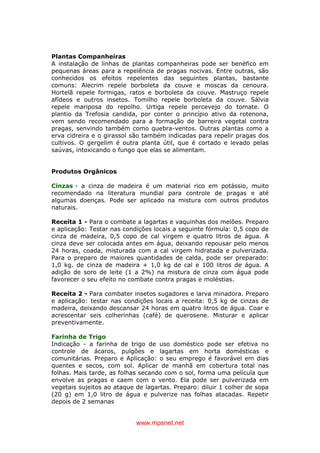 www.mpsnet.net
Plantas Companheiras
A instalação de linhas de plantas companheiras pode ser benéfico em
pequenas áreas para a repelência de pragas nocivas. Entre outras, são
conhecidos os efeitos repelentes das seguintes plantas, bastante
comuns: Alecrim repele borboleta da couve e moscas da cenoura.
Hortelã repele formigas, ratos e borboleta da couve. Mastruço repele
afídeos e outros insetos. Tomilho repele borboleta da couve. Sálvia
repele mariposa do repolho. Urtiga repele percevejo do tomate. O
plantio da Trefosia candida, por conter o princípio ativo da rotenona,
vem sendo recomendado para a formação de barreira vegetal contra
pragas, senvindo também como quebra-ventos. Outras plantas como a
erva cidreira e o girassol são também indicadas para repelir pragas dos
cultivos. O gergelim é outra planta útil, que é cortado e levado pelas
saúvas, intoxicando o fungo que elas se alimentam.
Produtos Orgânicos
Cinzas - a cinza de madeira é um material rico em potássio, muito
recomendado na literatura mundial para controle de pragas e até
algumas doenças. Pode ser aplicado na mistura com outros produtos
naturais.
Receita 1 - Para o combate a lagartas e vaquinhas dos melões. Preparo
e aplicação: Testar nas condições locais a seguinte fórmula: 0,5 copo de
cinza de madeira, 0,5 copo de cal virgem e quatro litros de água. A
cinza deve ser colocada antes em água, deixando repousar pelo menos
24 horas, coada, misturada com a cal virgem hidratada e pulverizada.
Para o preparo de maiores quantidades de calda, pode ser preparado:
1,0 kg. de cinza de madeira + 1,0 kg de cal e 100 litros de água. A
adição de soro de leite (1 a 2%) na mistura de cinza com água pode
favorecer o seu efeito no combate contra pragas e moléstias.
Receita 2 - Para combater insetos sugadores e larva minadora. Preparo
e aplicação: testar nas condições locais a receita: 0,5 kg de cinzas de
madeira, deixando descansar 24 horas em quatro litros de água. Coar e
acrescentar seis colherinhas (café) de querosene. Misturar e aplicar
preventivamente.
Farinha de Trigo
Indicação - a farinha de trigo de uso doméstico pode ser efetiva no
controle de ácaros, pulgões e lagartas em horta domésticas e
comunitárias. Preparo e Aplicação: o seu emprego é favorável em dias
quentes e secos, com sol. Aplicar de manhã em cobertura total nas
folhas. Mais tarde, as folhas secando com o sol, forma uma película que
envolve as pragas e caem com o vento. Ela pode ser pulverizada em
vegetais sujeitos ao ataque de lagartas. Preparo: diluir 1 colher de sopa
(20 g) em 1,0 litro de água e pulverize nas folhas atacadas. Repetir
depois de 2 semanas
 