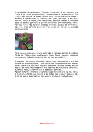 www.mpsnet.net
A conhecida dama-da-noite (Cestrum nocturnum) é um arbusto que
cresce e se ramifica rapidamente. Quando floresce, ao entardecer, fica
coberta por cachos de flores miúdas com um colorido suave entre o
amarelo e verde-limão. É cultivada em locais próximos a entradas,
portões, portas e cercas, uma vez que seu perfume intenso e adocicado
pode ser sentido por todos a grandes distâncias, principalmente à noite.
Por essa razão, não deve ser plantada próximo a janelas de dormitórios,
pois seu forte perfume pode provocar dores de cabeça se aspirado
continuamente.
Para espaços maiores, é muito cultivada a vigorosa ipoméia trepadeira
florda-lua (Calonyction aculeatum). Suas flores brancas tubulares
permanecem fechadas durante o dia, abrindo ao anoitecer.
A popular cica (Cycas circinalis) parece uma palmeirinha e sua flor
lembra um abacaxi grande. Dura vários dias, desprendendo um intenso
aroma assim que escurece. Algumas dracenas, quando adultas, soltam
espigas às vezes imperceptíveis, mas repletas de minúsculas flores que,
durante a noite, exalam intenso e adocicado perfume.
Apesar de termos mencionado plantas cujo florescimento se dá à noite,
é muito importante que durante o dia todas elas recebam bastante sol,
a fim de que se desenvolvam com vigor e produzam muitas flores.
 