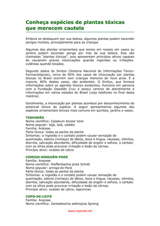 www.mpsnet.net
Conheça espécies de plantas tóxicas
que merecem cautela
Embora se destaquem por sua beleza, algumas plantas podem esconder
perigos mortais, principalmente para as crianças
Algumas das plantas ornamentais que temos em nossos em vasos ou
jardins podem esconder perigo por trás de sua beleza. Elas são
chamadas "plantas tóxicas", pois apresentam princípios ativos capazes
de causarem graves intoxicações quando ingeridas ou irritações
cutâneas quando tocadas.
Segundo dados do Sinitox (Sistema Nacional de Informações Tóxico-
Farmacológicas), cerca de 60% dos casos de intoxicação por plantas
tóxicas no Brasil ocorrem com crianças menores de nove anos. E a
maioria, 80% destes casos, são acidentais. O Sinitox, que fornece
informações sobre os agentes tóxicos existentes, funciona em parceria
com a Fundação Oswaldo Cruz e possui centros de atendimento e
informações em vários estados do Brasil (veja telefones no final desta
matéria).
Geralmente, a intoxicação por plantas acontece por desconhecimento do
potencial tóxico da espécie. A seguir apresentamos algumas das
espécies ornamentais tóxicas mais comuns em quintais, jardins e vasos.
TINHORÃO
Nome científico: Caladium bicolor Vent
Nome popular: tajá, taiá, caládio
Família: Aráceas
Parte tóxica: todas as partes da planta
Sintomas: a ingestão e o contato podem causar sensação de
queimação, edema (inchaço) de lábios, boca e língua, náuseas, vômitos,
diarréia, salivação abundante, dificuldade de engolir e asfixia; o contato
com os olhos pode provocar irritação e lesão da córnea.
Princípio ativo: oxalato de cálcio
COMIGO-NINGUÉM-PODE
Família: Araceae
Nome científico: Dieffenbachia picta Schott
Nome popular: aninga-do-Pará
Parte tóxica: todas as partes da planta
Sintomas: a ingestão e o contato podem causar sensação de
queimação, edema (inchaço) de lábios, boca e língua, náuseas, vômitos,
diarréia, salivação abundante, dificuldade de engolir e asfixia; o contato
com os olhos pode provocar irritação e lesão da córnea.
Princípio ativo: oxalato de cálcio, saponinas
COPO-DE-LEITE
Família: Araceae
Nome científico: Zantedeschia aethiopica Spreng
 