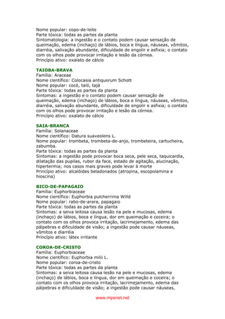 www.mpsnet.net
Nome popular: copo-de-leite
Parte tóxica: todas as partes da planta
Sintomatologia: a ingestão e o contato podem causar sensação de
queimação, edema (inchaço) de lábios, boca e língua, náuseas, vômitos,
diarréia, salivação abundante, dificuldade de engolir e asfixia; o contato
com os olhos pode provocar irritação e lesão da córnea.
Princípio ativo: oxalato de cálcio
TAIOBA-BRAVA
Família: Araceae
Nome científico: Colocasia antiquorum Schott
Nome popular: cocó, taió, tajá
Parte tóxica: todas as partes da planta
Sintomas: a ingestão e o contato podem causar sensação de
queimação, edema (inchaço) de lábios, boca e língua, náuseas, vômitos,
diarréia, salivação abundante, dificuldade de engolir e asfixia; o contato
com os olhos pode provocar irritação e lesão da córnea.
Princípio ativo: oxalato de cálcio
SAIA-BRANCA
Família: Solanaceae
Nome científico: Datura suaveolens L.
Nome popular: trombeta, trombeta-de-anjo, trombeteira, cartucheira,
zabumba.
Parte tóxica: todas as partes da planta
Sintomas: a ingestão pode provocar boca seca, pele seca, taquicardia,
dilatação das pupilas, rubor da face, estado de agitação, alucinação,
hipertermia; nos casos mais graves pode levar à morte
Princípio ativo: alcalóides beladonados (atropina, escopolamina e
hioscina)
BICO-DE-PAPAGAIO
Família: Euphorbiaceae
Nome científico: Euphorbia pulcherrima Willd
Nome popular: rabo-de-arara, papagaio
Parte tóxica: todas as partes da planta
Sintomas: a seiva leitosa causa lesão na pele e mucosas, edema
(inchaço) de lábios, boca e língua, dor em queimação e coceira; o
contato com os olhos provoca irritação, lacrimejamento, edema das
pálpebras e dificuldade de visão; a ingestão pode causar náuseas,
vômitos e diarréia
Princípio ativo: látex irritante
COROA-DE-CRISTO
Família: Euphorbiaceae
Nome científico: Euphorbia milii L.
Nome popular: coroa-de-cristo
Parte tóxica: todas as partes da planta
Sintomas: a seiva leitosa causa lesão na pele e mucosas, edema
(inchaço) de lábios, boca e língua, dor em queimação e coceira; o
contato com os olhos provoca irritação, lacrimejamento, edema das
pálpebras e dificuldade de visão; a ingestão pode causar náuseas,
 