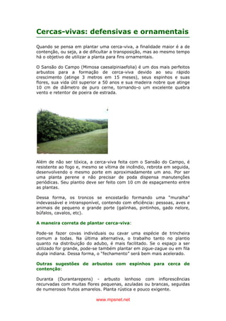 www.mpsnet.net
Cercas-vivas: defensivas e ornamentais
Quando se pensa em plantar uma cerca-viva, a finalidade maior é a de
contenção, ou seja, a de dificultar a transposição, mas ao mesmo tempo
há o objetivo de utilizar a planta para fins ornamentais.
O Sansão do Campo (Mimosa caesalpiniaefolia) é um dos mais perfeitos
arbustos para a formação de cerca-viva devido ao seu rápido
crescimento (atinge 3 metros em 15 meses), seus espinhos e suas
flores, sua vida útil superior a 50 anos e sua madeira nobre que atinge
10 cm de diâmetro de puro cerne, tornando-o um excelente quebra
vento e retentor de poeira de estrada.
Além de não ser tóxica, a cerca-viva feita com o Sansão do Campo, é
resistente ao fogo e, mesmo se vítima de incêndio, rebrota em seguida,
desenvolvendo o mesmo porte em aproximadamente um ano. Por ser
uma planta perene e não precisar de poda dispensa manutenções
periódicas. Seu plantio deve ser feito com 10 cm de espaçamento entre
as plantas.
Dessa forma, os troncos se encostarão formando uma “muralha”
indevassável e intransponível, contendo com eficiência: pessoas, aves e
animais de pequeno e grande porte (galinhas, pintinhos, gado nelore,
búfalos, cavalos, etc).
A maneira correta de plantar cerca-viva:
Pode-se fazer covas individuais ou cavar uma espécie de trincheira
comum a todas. Na última alternativa, o trabalho tanto no plantio
quanto na distribuição do adubo, é mais facilitado. Se o espaço a ser
utilizado for grande, pode-se também plantar em zigue-zague ou em fila
dupla indiana. Dessa forma, o “fechamento” será bem mais acelerado.
Outras sugestões de arbustos com espinhos para cerca de
contenção:
Duranta (Durantarepens) - arbusto lenhoso com inflorescências
recurvadas com muitas flores pequenas, azuladas ou brancas, seguidas
de numerosos frutos amarelos. Planta rústica e pouco exigente.
 
