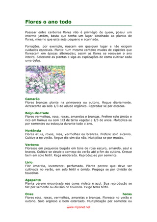 www.mpsnet.net
Flores o ano todo
Passear entre canteiros flores não é privilégio de quem, possui um
enorme jardim, basta que tenha um lugar destinado ao plantio de
flores, mesmo que este seja pequeno e acanhado.
Forrações, por exemplo, nascem em qualquer lugar e não exigem
cuidados especiais. Plante num mesmo canteiro mudas de espécies que
florescem em épocas alternadas; assim as flores se renovam o ano
inteiro. Selecione as plantas e siga as explicações de como cultivar cada
uma delas.
Camarão
Flores brancas plante na primavera ou outono. Regue diariamente.
Acrescente ao solo 1/3 de adubo orgânico. Reproduz se por estacas.
Beijo-de-frade
Flores vermelhas, rosa, roxas, amarelas e brancas. Prefere solo úmido e
rico em húmus ou com 1/3 de terra vegetal e 1/3 de areia. Multiplica-se
por sementes ou estaquia durante todo o ano.
Hortênsia
Flores azuis, roxas, rosa, vermelhas ou brancas. Prefere solo alcalino.
Cultive a no verão. Regue dia sim dia não. Multiplica se por mudas.
Verbena
Floresce em pequenos buquês em tons de rosa escuro, amarelo, azul e
branco. Cultiva-se desde o começo do verão até o fim do outono. Cresce
bem em solo fértil. Rega moderada. Reproduz-se por semente.
Lírio
Flor amarela, levemente, perfumada. Planta perene que deve ser
cultivada no verão, em solo fértil e úmido. Propaga se por divisão de
touceiras.
Agapanto
Planta perene encontrada nas cores violeta e azul. Sua reprodução se
faz por semente ou divisão de touceira. Exige terra fértil.
Onze horas
Flores rosa, roxas, vermelhas, amarelas e brancas. Floresce no verão e
outono. Solo argiloso e bem estercado. Multiplicação por semente ou
 