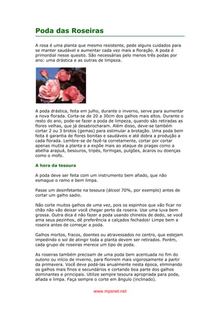 www.mpsnet.net
Poda das Roseiras
A rosa é uma planta que mesmo resistente, pede alguns cuidados para
se manter saudável e aumentar cada vez mais a floração. A poda é
primordial nesse quesito. São necessárias pelo menos três podas por
ano: uma drástica e as outras de limpeza.
A poda drástica, feita em julho, durante o inverno, serve para aumentar
a nova florada. Corta-se de 20 a 30cm dos galhos mais altos. Durante o
resto do ano, pode-se fazer a poda de limpeza, quando são retiradas as
flores velhas, que já desabrocharam. Além disso, deve-se também
cortar 2 ou 3 brotos (gemas) para estimular a brotação. Uma poda bem
feita é garantia de flores bonitas e saudáveis e até dobra a produção a
cada florada. Lembre-se de fazê-la corretamente, cortar por cortar
apenas mutila a planta e a expõe mais ao ataque de pragas como a
abelha arapuá, besouros, tripés, formigas, pulgões, ácaros ou doenças
como o mofo.
A hora da tesoura
A poda deve ser feita com um instrumento bem afiado, que não
esmague o ramo e bem limpa.
Passe um desinfetante na tesoura (álcool 70%, por exemplo) antes de
cortar um galho sadio.
Não corte muitos galhos de uma vez, pois os espinhos que vão ficar no
chão não vão deixar você chegar perto da roseira. Use uma luva bem
grossa. Outra dica é não fazer a poda usando chinelos de dedo, se você
ama seus pezinhos, dê preferência a calçados fechados! Limpe bem a
roseira antes de começar a poda.
Galhos mortos, fracos, doentes ou atravessados no centro, que estejam
impedindo o sol de atingir toda a planta devem ser retirados. Porém,
cada grupo de roseiras merece um tipo de poda.
As roseiras também precisam de uma poda bem acentuada no fim do
outono ou início de inverno, para florirem mais vigorosamente a partir
da primavera. Você deve podá-las anualmente nesta época, eliminando
os galhos mais finos e secundários e cortando boa parte dos galhos
dominantes e principais. Utilize sempre tesoura apropriada para poda,
afiada e limpa. Faça sempre o corte em ângulo (inclinado).
 