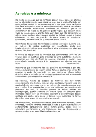 www.mpsnet.net
As raízes e a minhoca
Há muito se propaga que as minhocas podem trazer danos às plantas
por se alimentarem de suas raízes. A tese, que é mais difundida por
quem cultiva plantas no lar, na verdade se presta para tentar explicar o
mau êxito em que incorrem os vasos de samambaia, violeta, bromélia e
outras mediante adversidades diferentes. As minhocas jamais se
alimentariam de raízes ou de qualquer parte vegetal que estejam ainda
vivas ou incorporadas à planta. Isto quer dizer que não consomem as
raízes como também não ingerem pontas de folhas, caules e frutas
esbarradas no solo, ao contrário de como atuam os tatuzinhos,
gafanhotos, lesmas e caracóis quando atacam as plantas.
Os milhares de espécies de minhocas são seres saprófagos e, como tais,
se nutrem de restos orgânicos em putrefação, ainda que
inevitavelmente ingiram uma microfauna viva importante em diversas
de suas funções vitais.
O motivo da repugnância da minhoca aos componentes vivos de um
vegetal pode se justificar pela presença de uma substância chamada
catequina: um tipo de fenol de aspecto cristalino e incolor, mas
avermelhado quando exposto à luz, encontrado em plantas vivas ou
ainda recém-mortas.
Presume-se que a catequina não seja palatável às minhocas e, por isto,
inibe-as naturalmente de ingerir raízes, folhas e caules ainda vivos. No
entanto, a partir do momento em que partes da planta sejam
desintegradas, a redução da catequina é progressiva e vai se anulando
à medida em que o vegetal se decompõe.
Na natureza, mesmo as espécies de minhocas que não vivam
essencialmente em detritos, como as ditas geófagas, ingerem terra em
predominância mas absorvem e se nutrem da matéria-orgânica que
nela contém. E na maioria das vezes, por habitarem as camadas mais
profundas do solo, o sustento provém de raízes mortas em
decomposição, quando somente se tornam aptas ao consumo pelas
minhocas. Neste caso, as minhocas aceleram a transformação destes
resíduos em adubo para planta e deixam seus nutrientes na forma
disponível para serem reincorporados ao vegetal.
Na minhocultura, as raízes descartadas para o consumo humano, como
beterraba, cenoura, inhame, mandioca, batata e outros tubérculos são
perfeitamente aproveitáveis como matéria-prima, desde que se
submetam previamente a um tratamento que as decomponha e
passem, então, a ser assimiláveis pelas minhocas.
 