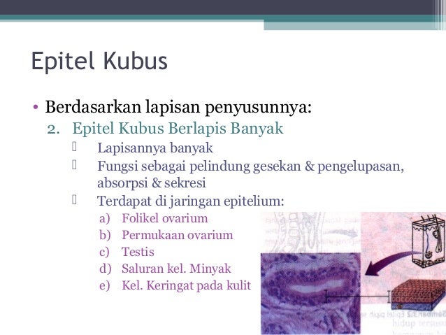 Materi Jaringan  Hewan  KelasXI 