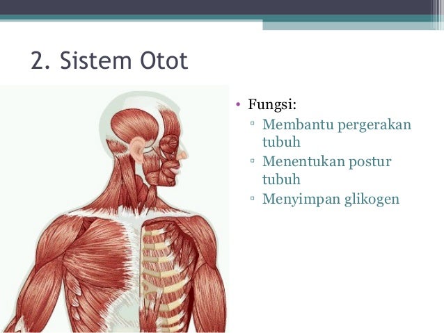 Materi Jaringan  Hewan  KelasXI 