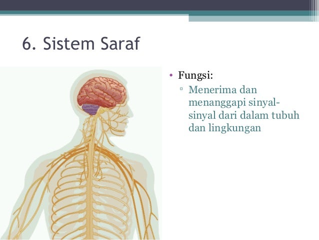 Materi Jaringan  Hewan  KelasXI 