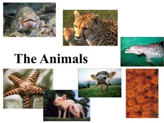 The Animals

 