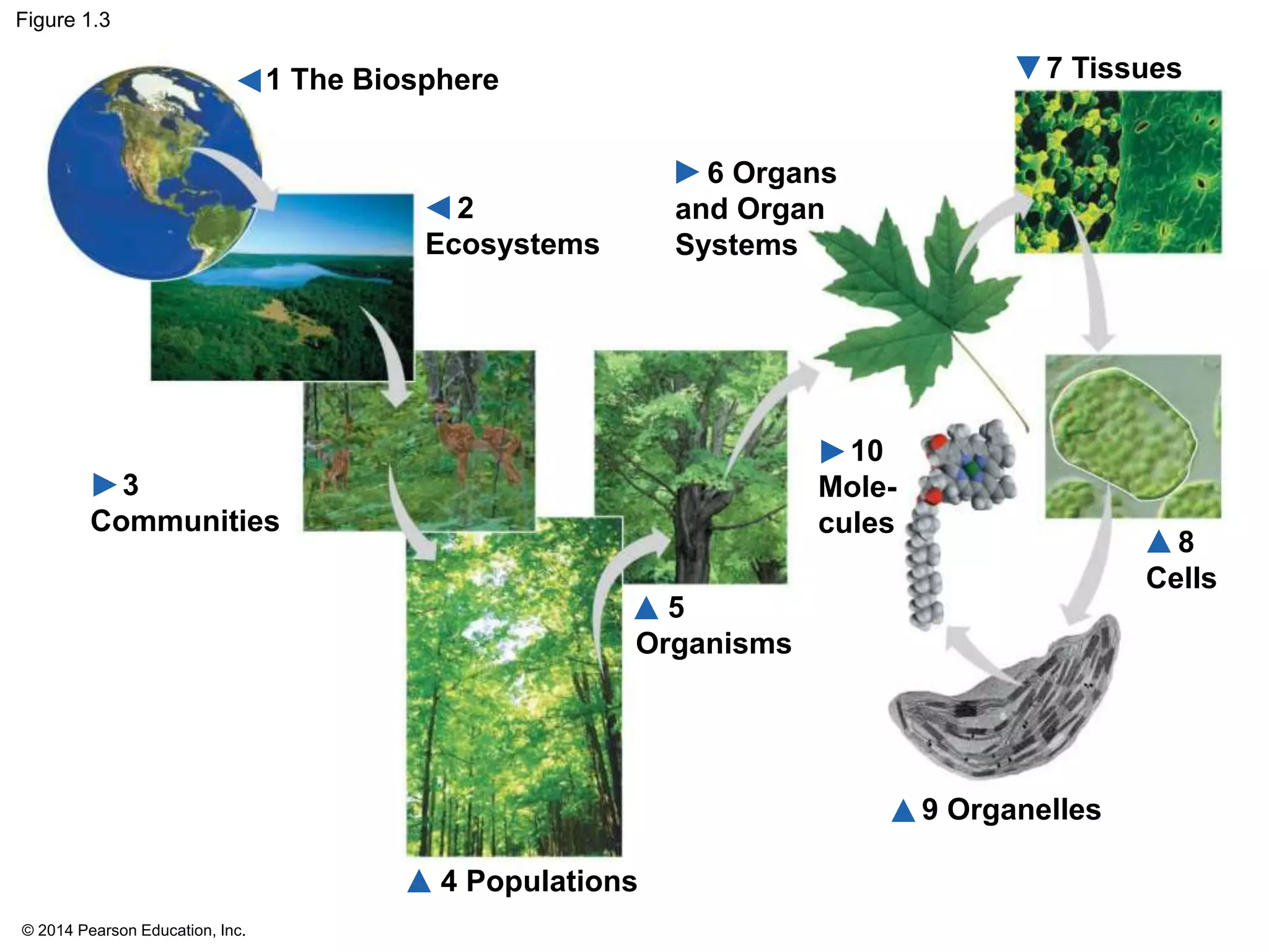 © 2014 Pearson Education, Inc.
Figure 1.3
1 The Biosphere 7 Tissues
8
Cells
5
Organisms
10
Mole-
cules
3
Communities
2
Ecosystems
6 Organs
and Organ
Systems
4 Populations
9 Organelles
 