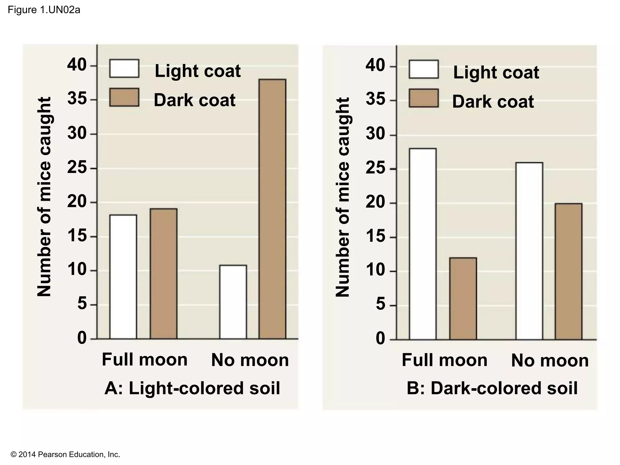 © 2014 Pearson Education, Inc.
Figure 1.UN02a
Light coat
Dark coat
Light coat
Dark coat
40
35
30
25
20
15
10
5
0
Numberofmicecaught
Full moon No moon
A: Light-colored soil
Full moon No moon
B: Dark-colored soil
40
35
30
25
20
15
10
5
0Numberofmicecaught
 