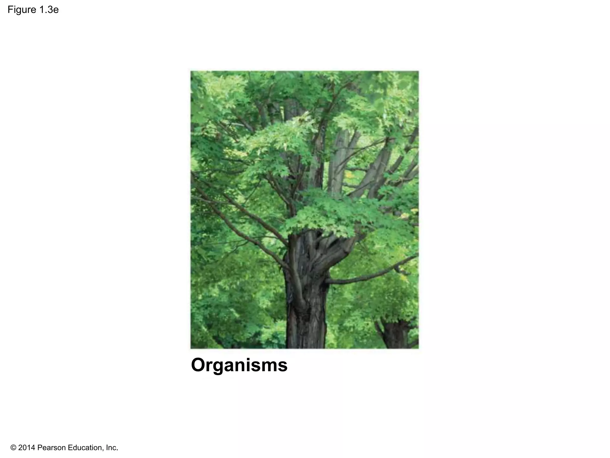 © 2014 Pearson Education, Inc.
Figure 1.3e
Organisms
 