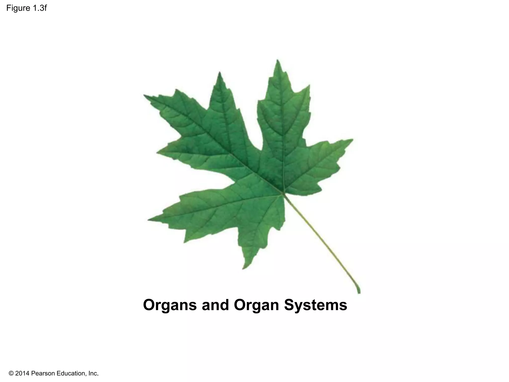 © 2014 Pearson Education, Inc.
Figure 1.3f
Organs and Organ Systems
 