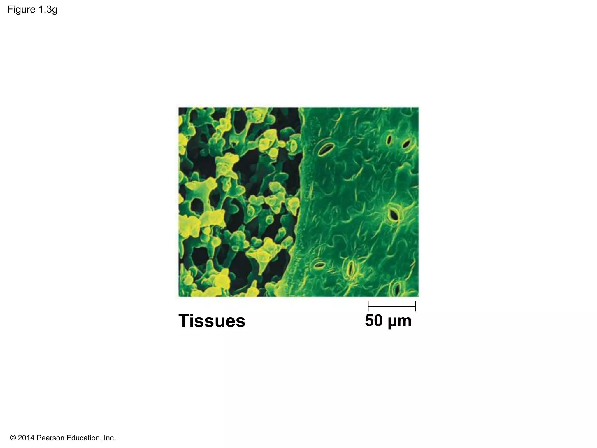 © 2014 Pearson Education, Inc.
Figure 1.3g
Tissues 50 µm
 