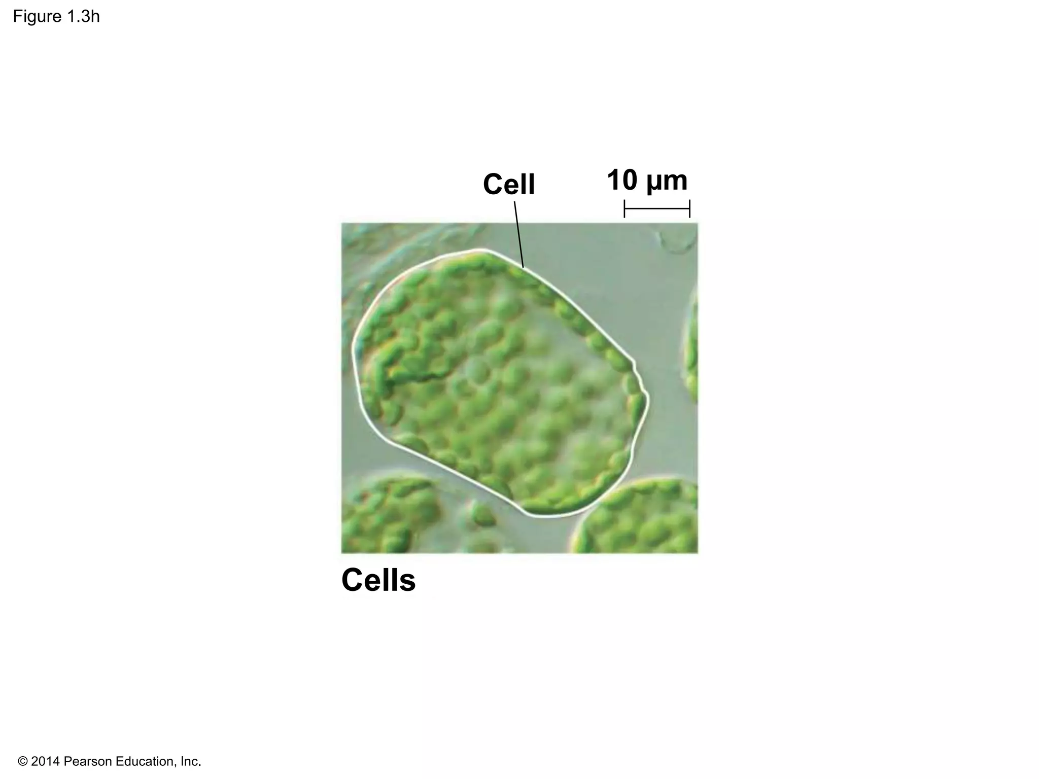 © 2014 Pearson Education, Inc.
Figure 1.3h
Cells
Cell 10 µm
 