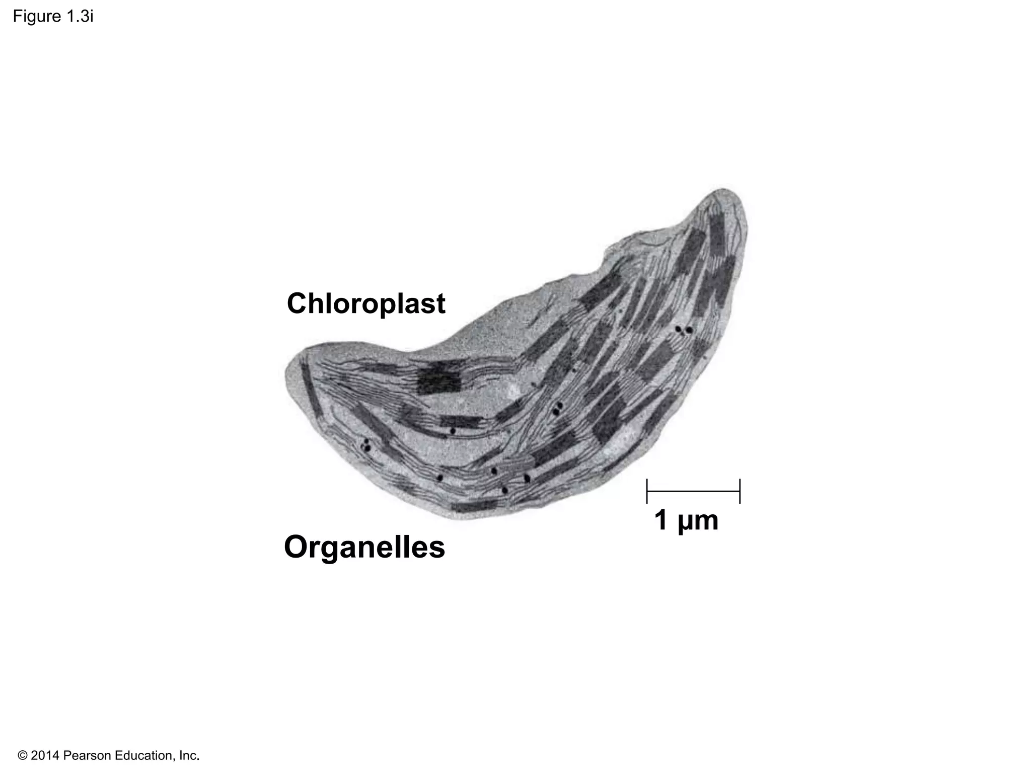 © 2014 Pearson Education, Inc.
Figure 1.3i
1 µm
Organelles
Chloroplast
 