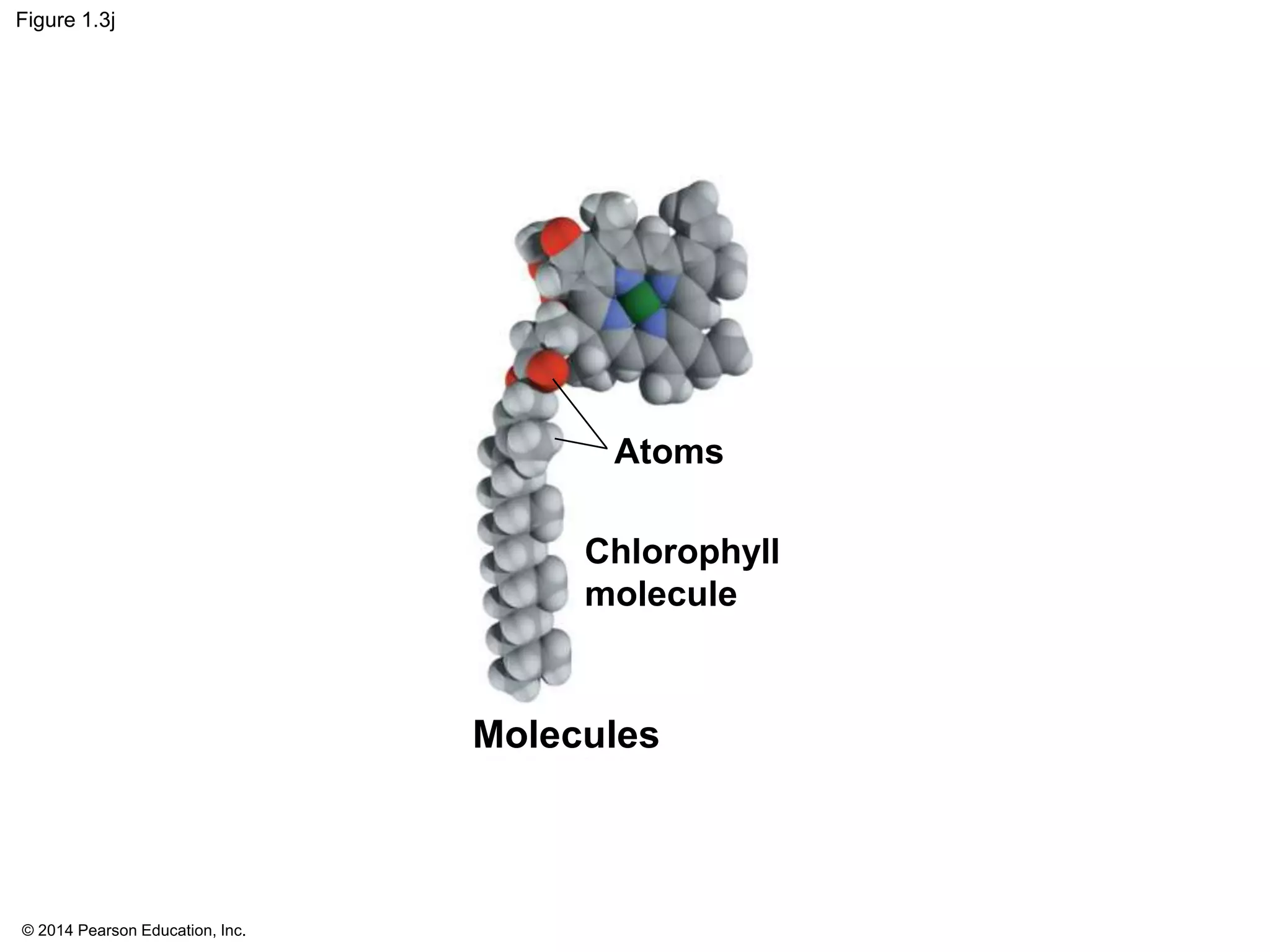 © 2014 Pearson Education, Inc.
Figure 1.3j
Molecules
Atoms
Chlorophyll
molecule
 