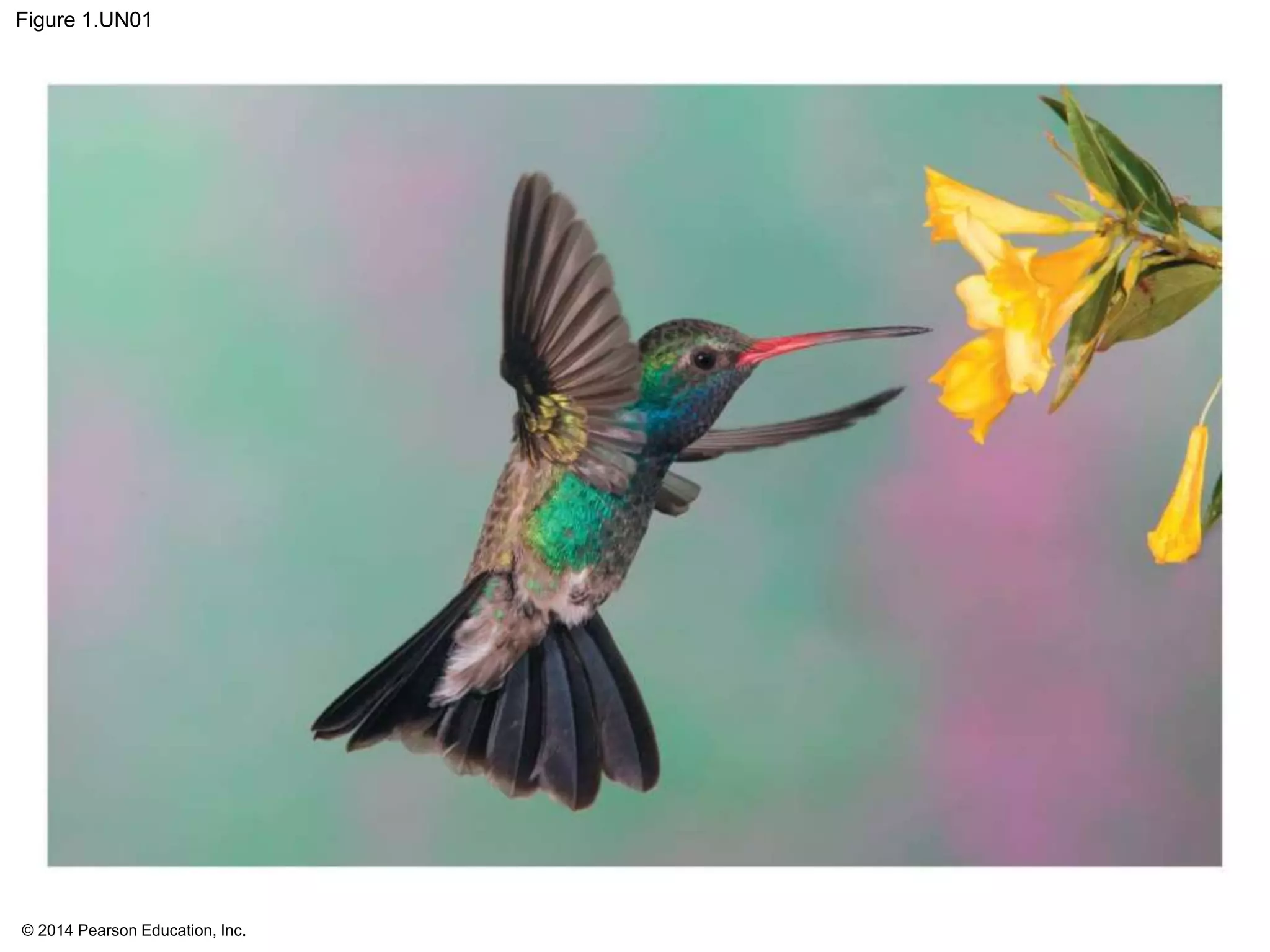 © 2014 Pearson Education, Inc.
Figure 1.UN01
 