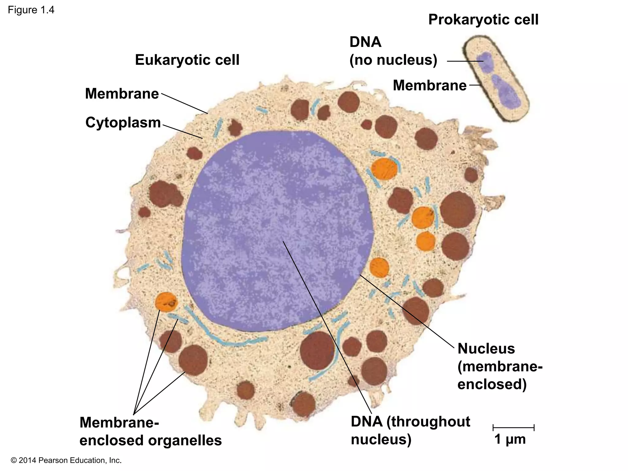 © 2014 Pearson Education, Inc.
Figure 1.4
Eukaryotic cell
Membrane
Cytoplasm
Membrane-
enclosed organelles
Nucleus
(membrane-
enclosed)
DNA (throughout
nucleus) 1 µm
Prokaryotic cell
Membrane
DNA
(no nucleus)
 