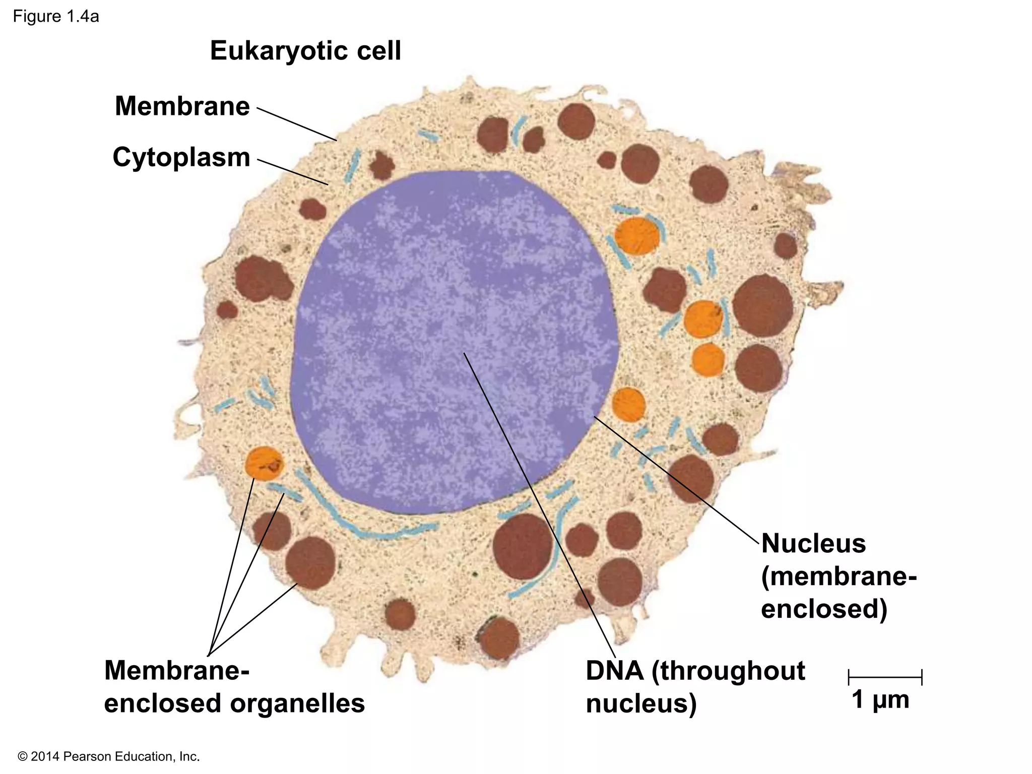 © 2014 Pearson Education, Inc.
Figure 1.4a
1 µm
Eukaryotic cell
Membrane
Cytoplasm
Membrane-
enclosed organelles
Nucleus
(membrane-
enclosed)
DNA (throughout
nucleus)
 