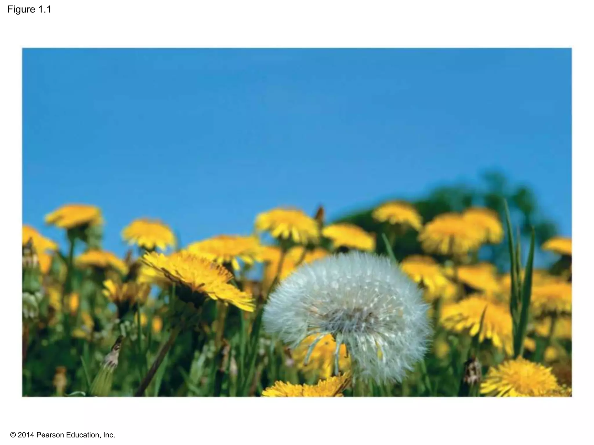 © 2014 Pearson Education, Inc.
Figure 1.1
 