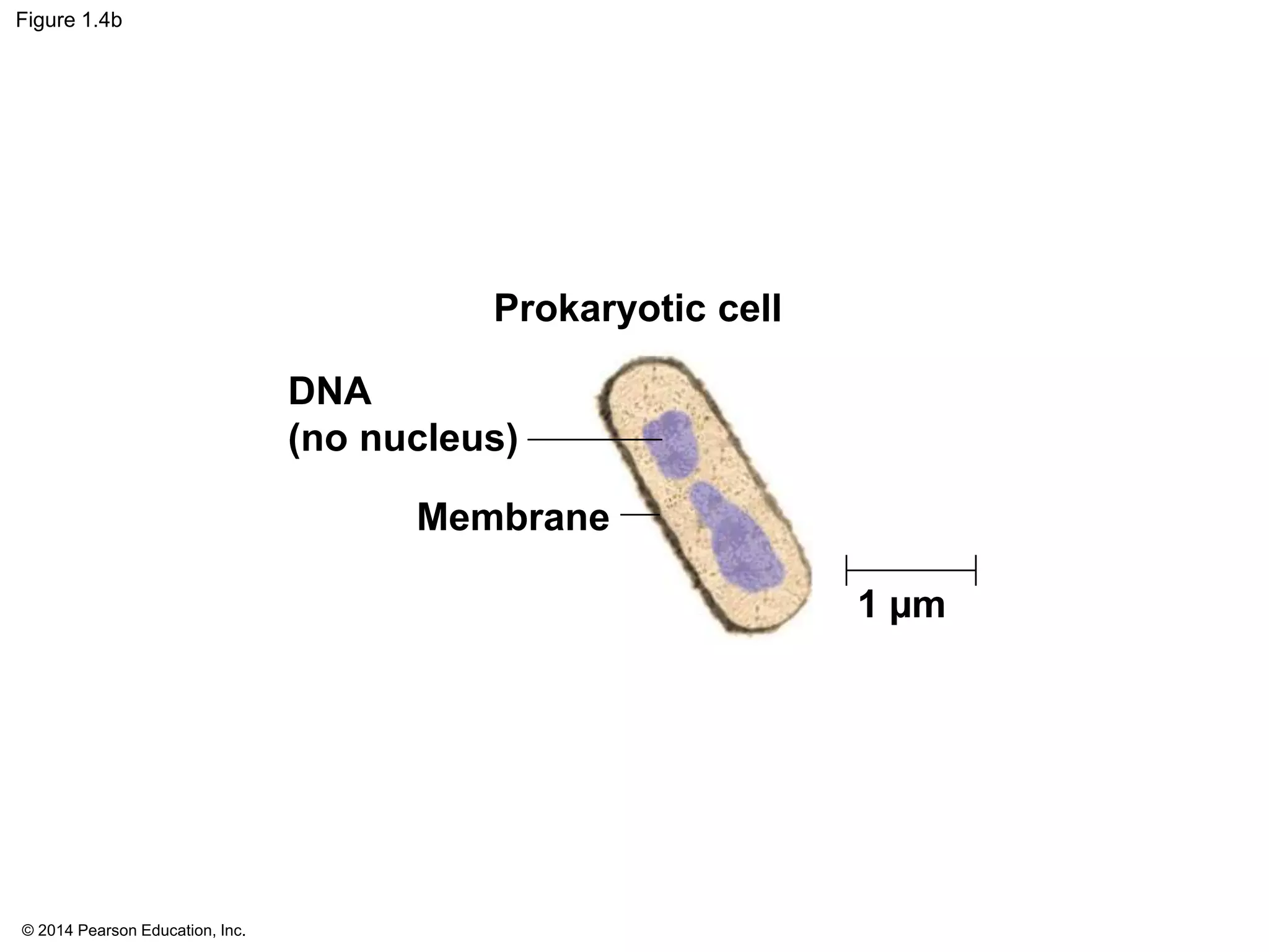 © 2014 Pearson Education, Inc.
Figure 1.4b
1 µm
Prokaryotic cell
Membrane
DNA
(no nucleus)
 