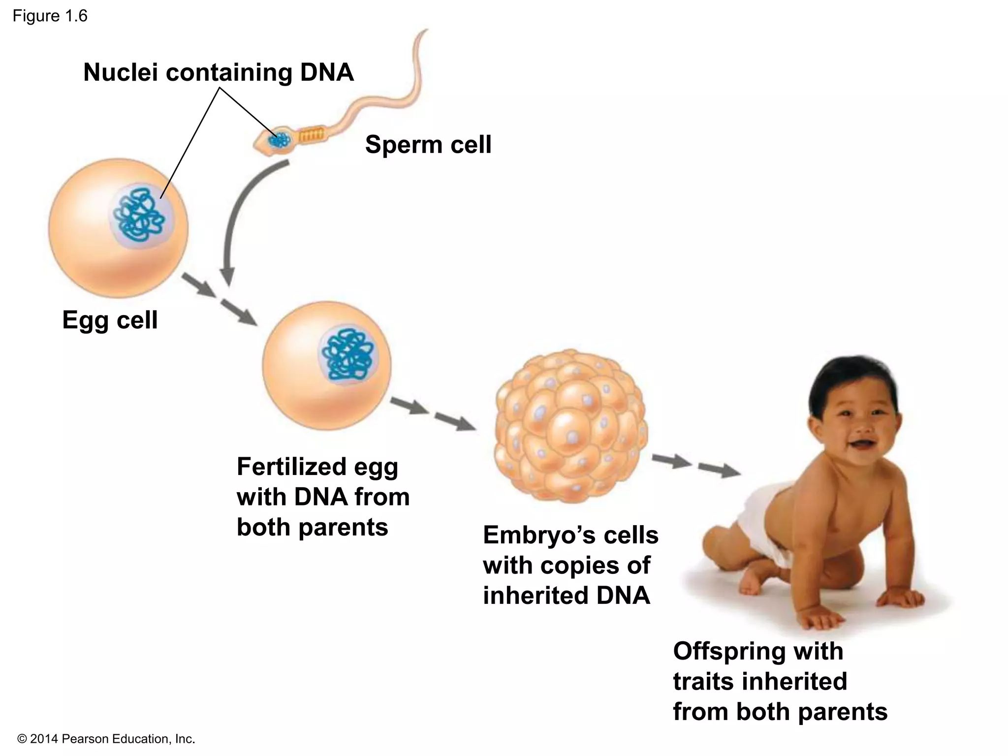 © 2014 Pearson Education, Inc.
Figure 1.6
Sperm cell
Egg cell
Fertilized egg
with DNA from
both parents Embryo’s cells
with copies of
inherited DNA
Offspring with
traits inherited
from both parents
Nuclei containing DNA
 