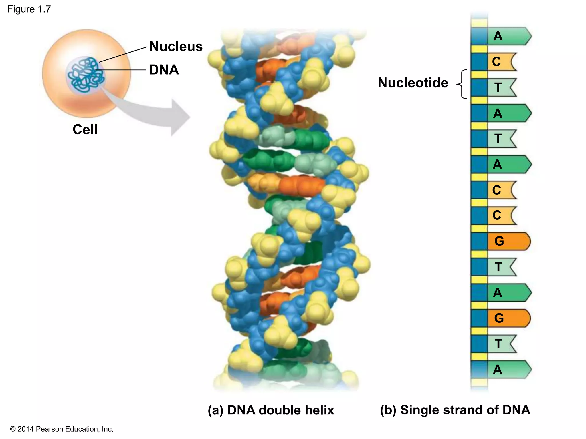 © 2014 Pearson Education, Inc.
Figure 1.7
Nucleus
DNA
(a) DNA double helix (b) Single strand of DNA
A
T
G
G
T
A
T
A
C
A
C
T
A
C
Nucleotide
Cell
 