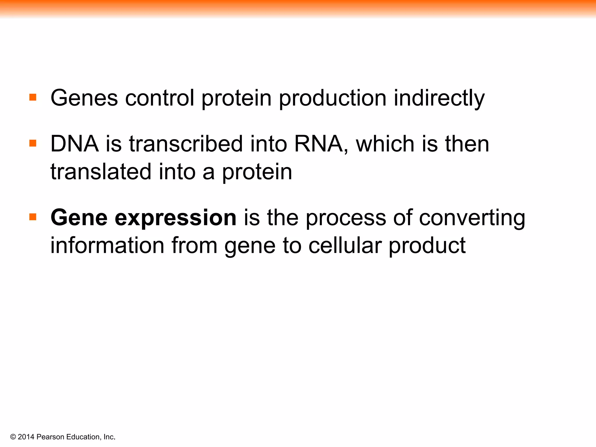 © 2014 Pearson Education, Inc.
 Genes control protein production indirectly
 DNA is transcribed into RNA, which is then
translated into a protein
 Gene expression is the process of converting
information from gene to cellular product
 